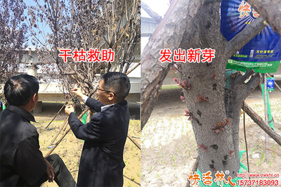 神奇快活林樹木營(yíng)養(yǎng)液 綠化樹復(fù)芽原來(lái)如此簡(jiǎn)單