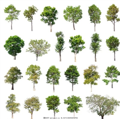 樹木 地球的綠色衛(wèi)士