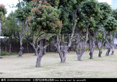 鷺島綠韻 探尋廈門常見(jiàn)樹木及其城市生態(tài)文化