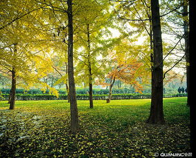 樹木 自然的守護(hù)者與生命的象征