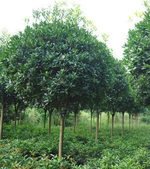 樹木生長(zhǎng)的奧秘 從種子到參天大樹的生命之旅